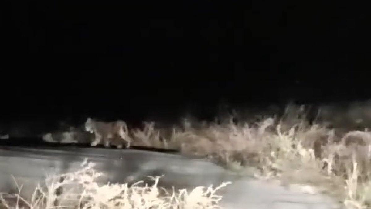 Ejemplar de lince ibérico en el entorno de Los Cerricos, grabado por Luis García.