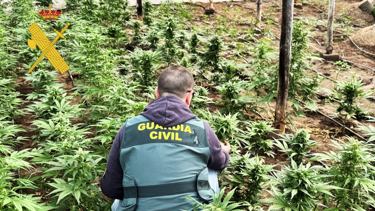 Archivo de la Guardia Civil en el invernadero intervenido en Adra.