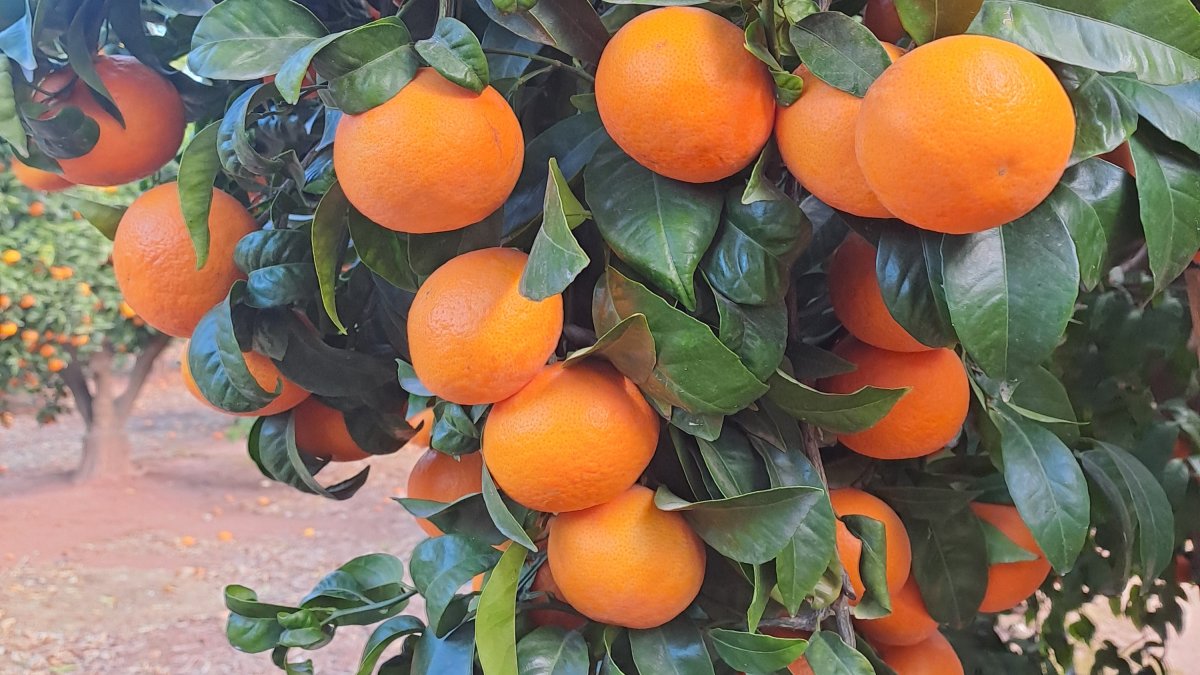 Uno de los aspectos más valorados por los consumidores y comercializadores es su capacidad de conservación de manera natural y la ausencia de semillas.