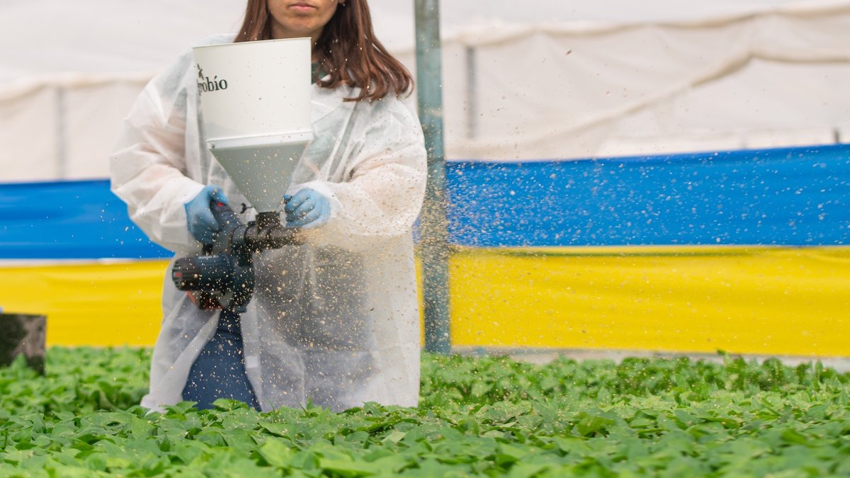 Proteger las plantas en todas sus etapas es clave para evitar plagas y enfermedades que afecten su desarrollo.