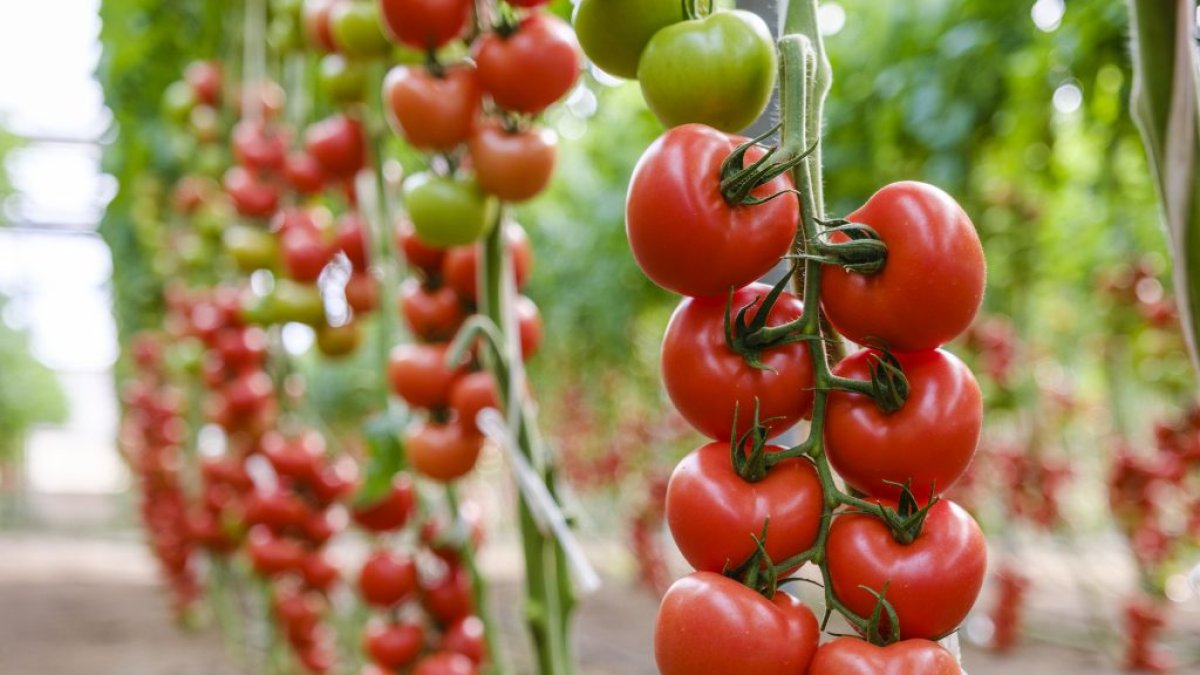 Sakata Seed Ibérica ha presentado oficialmente Aguilar, la nueva variedad con la que abre porfolio en tomate rama.