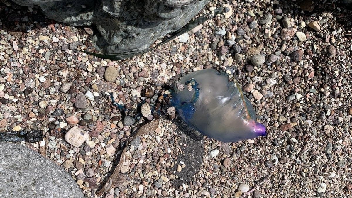 Carabela portuguesa en Cala Higuera.