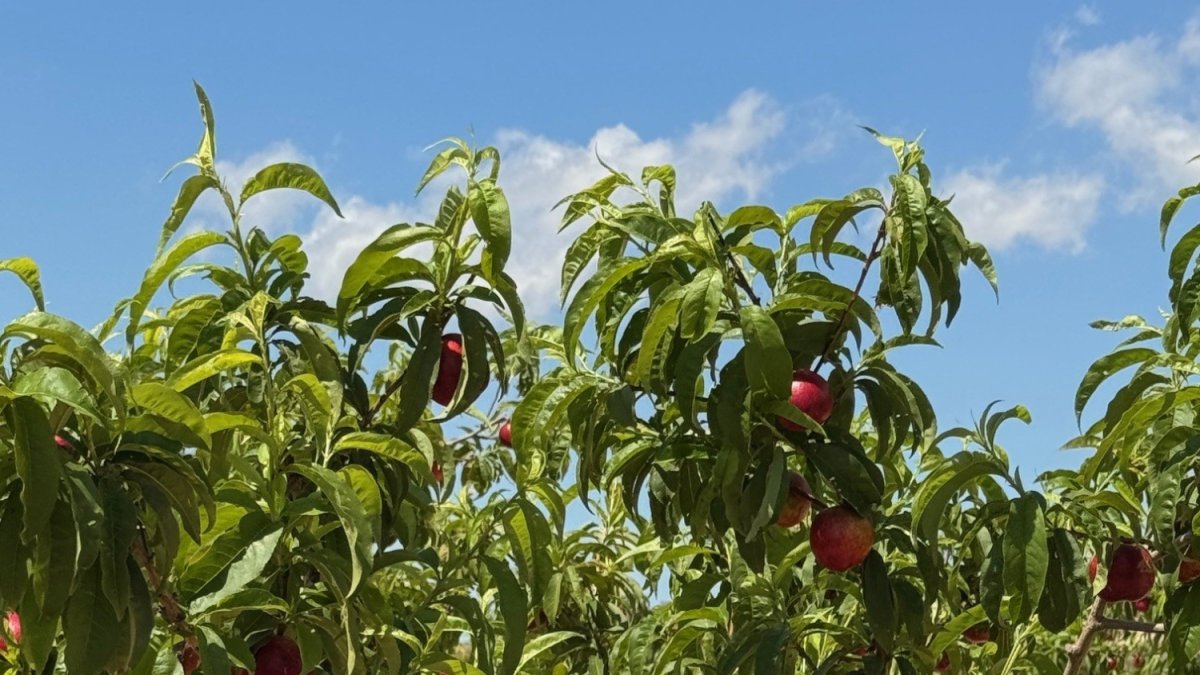 Toñifruit cierra un acuerdo comercial con la sociedad cooperativa Bio Lobrot S. Coop. de Calasparra, el mayor productor de fruta de hueso Bio de Murcia.