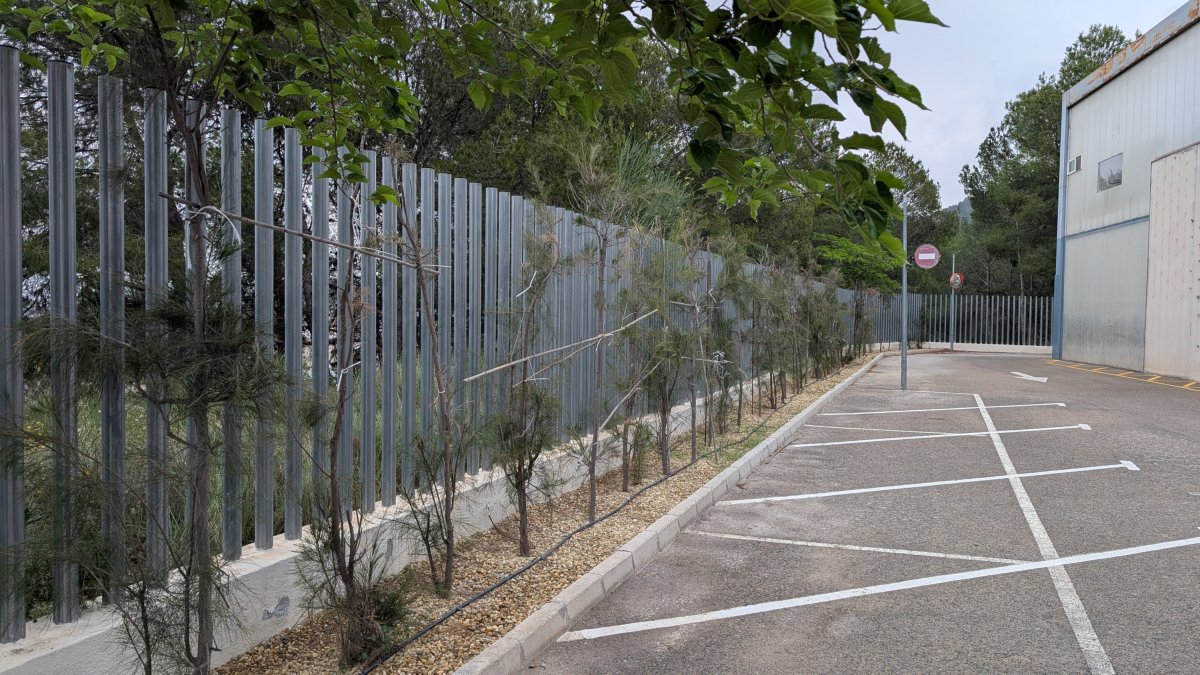 Purchena comienza la plantación de más de cien nuevos árboles.