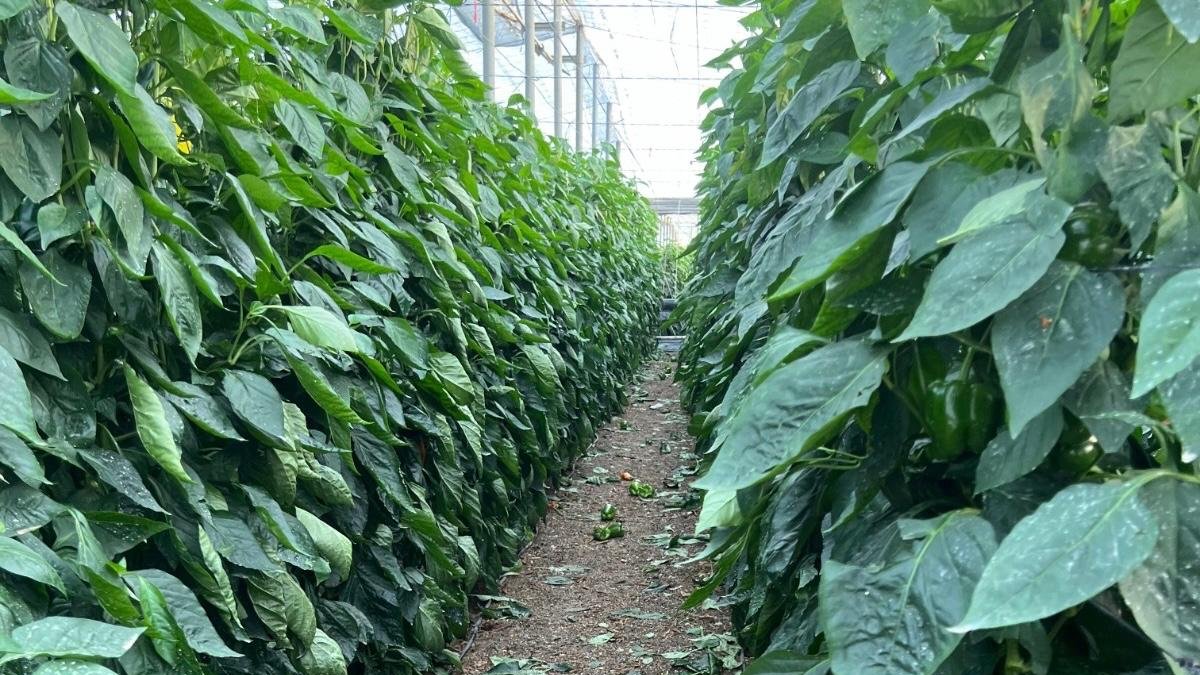 Se exige una rectificación para que todos los cultivos con bajo rendimiento para acogerse a la rebaja del IRPF