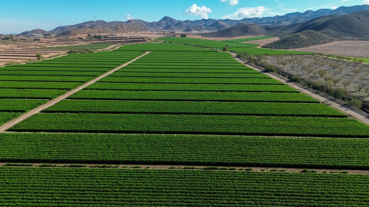 Campos de apio cultivados bajo los estándares de calidad y sostenibilidad de G’s.