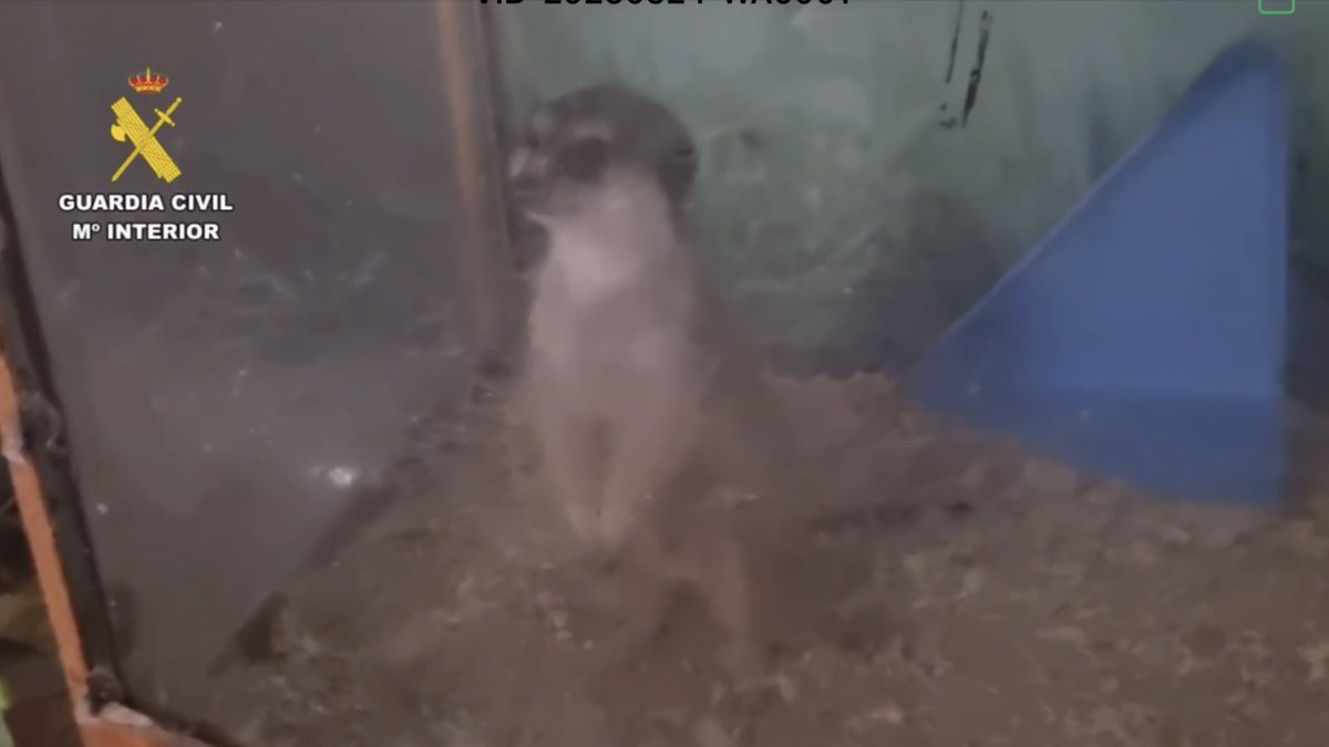 Cae una red de tráfico de animales