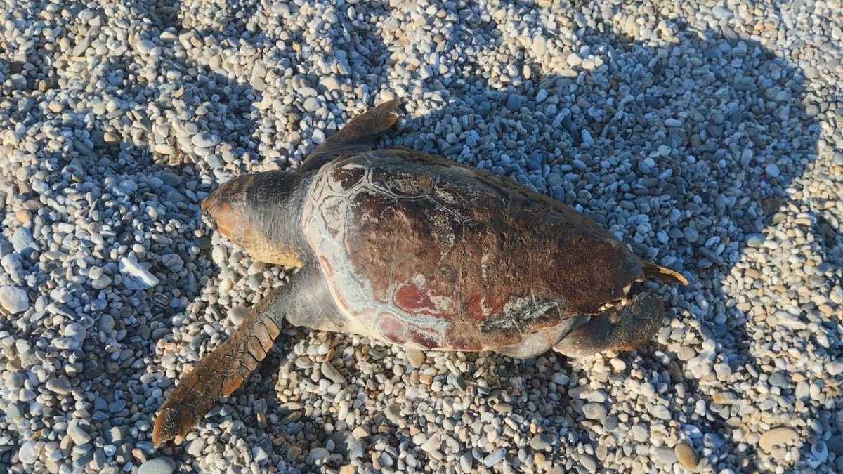Tortuga muerta hallada en Almerimar.