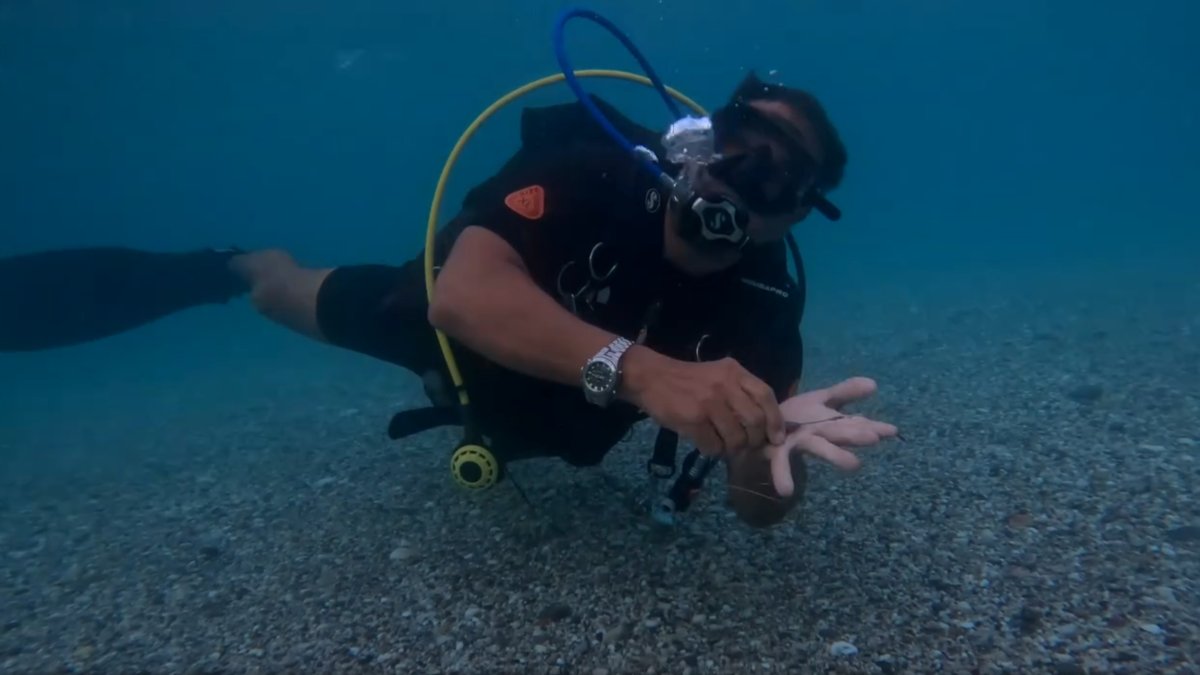 Tony se sumerje para ayudar a una mobula (manta).