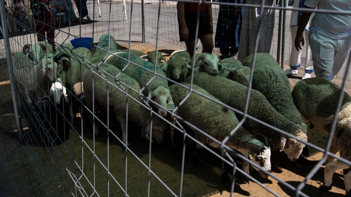 Imagen de archivo de varios corderos preparados parala Fiesta del Sacrificio.