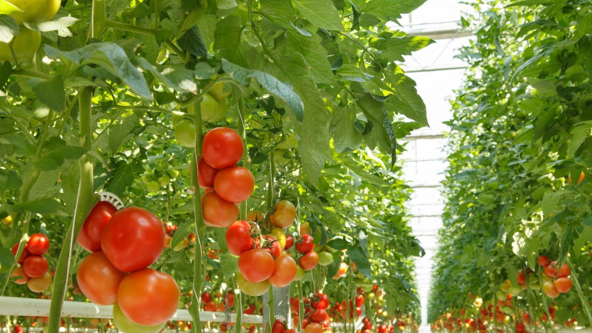 Del laboratorio al invernadero así comienza la vida de los nuevos tomates.
