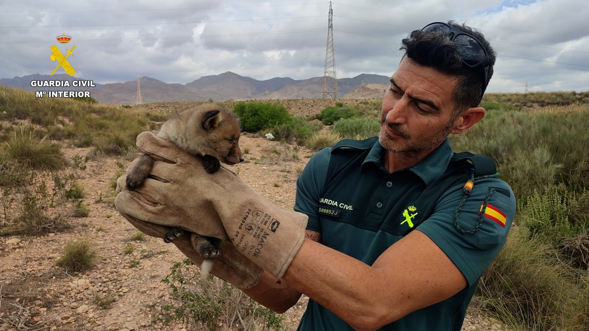 Imagen del rescate del pequeño zorro.