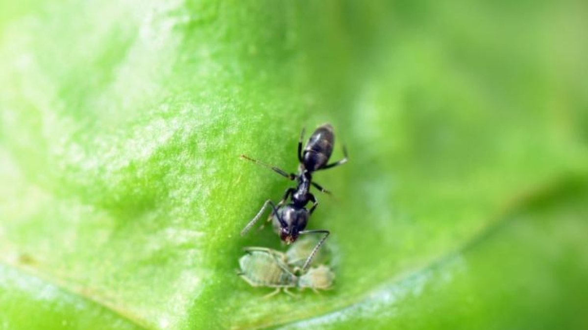 Este descubrimiento será de gran utilidad para favorecer la agricultura sostenible.