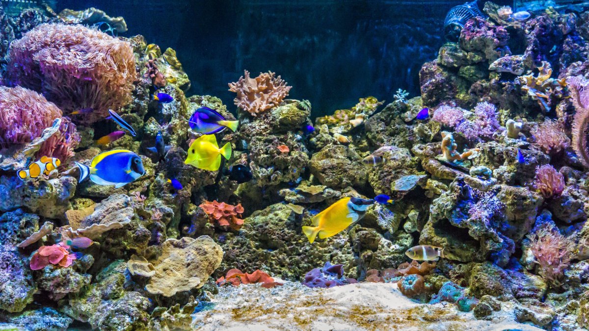 Aquarium Costa de Almería.