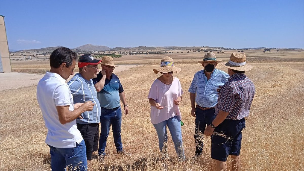 Cosecha seca de cereal al norte de la provincia de Almería.