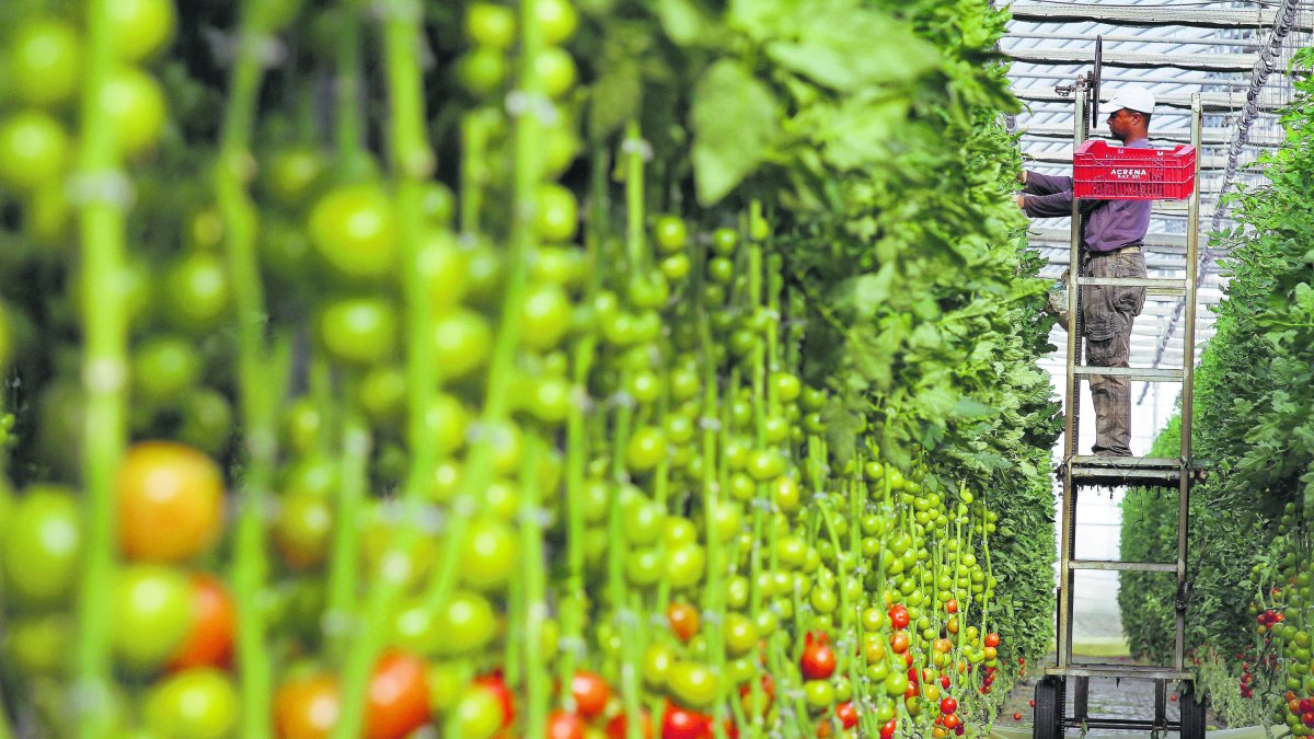 Trabajador extranjero en un invernadero almeriense.