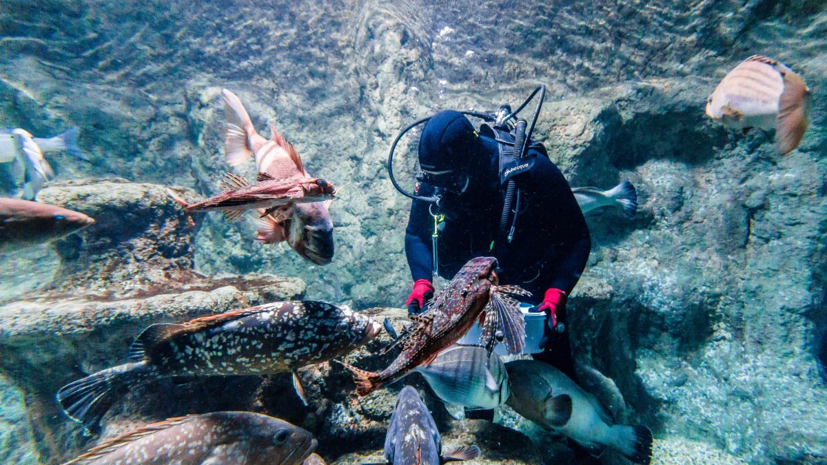 Daniel alimentando peces en uno de los tanques del acuario.
