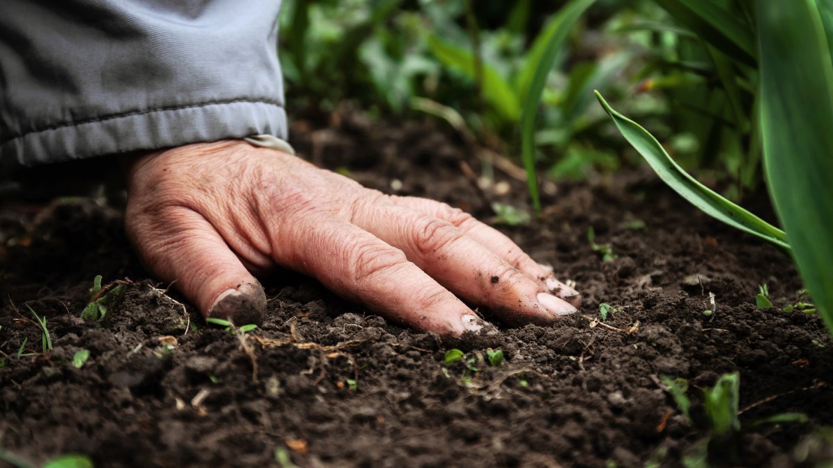 A female old hand on soil-earth. Close-up. Concept of old age-youth, life, health, nature.