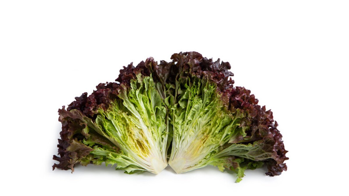 Rijk Zwaan ofrece nuevas variedades de lechuga ecológica para el sur de Europa