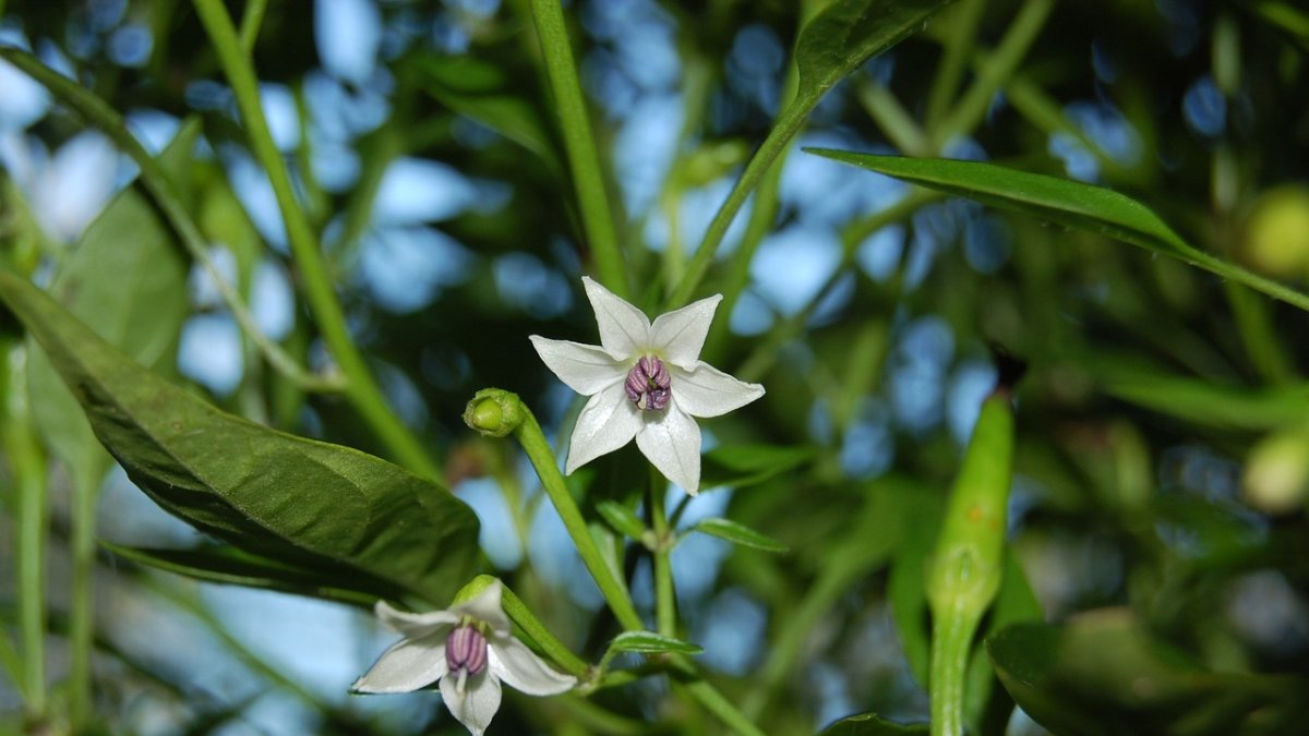 Limoneno y trans-cinamaldehído, seguros para el agua según un estudio almeriense.