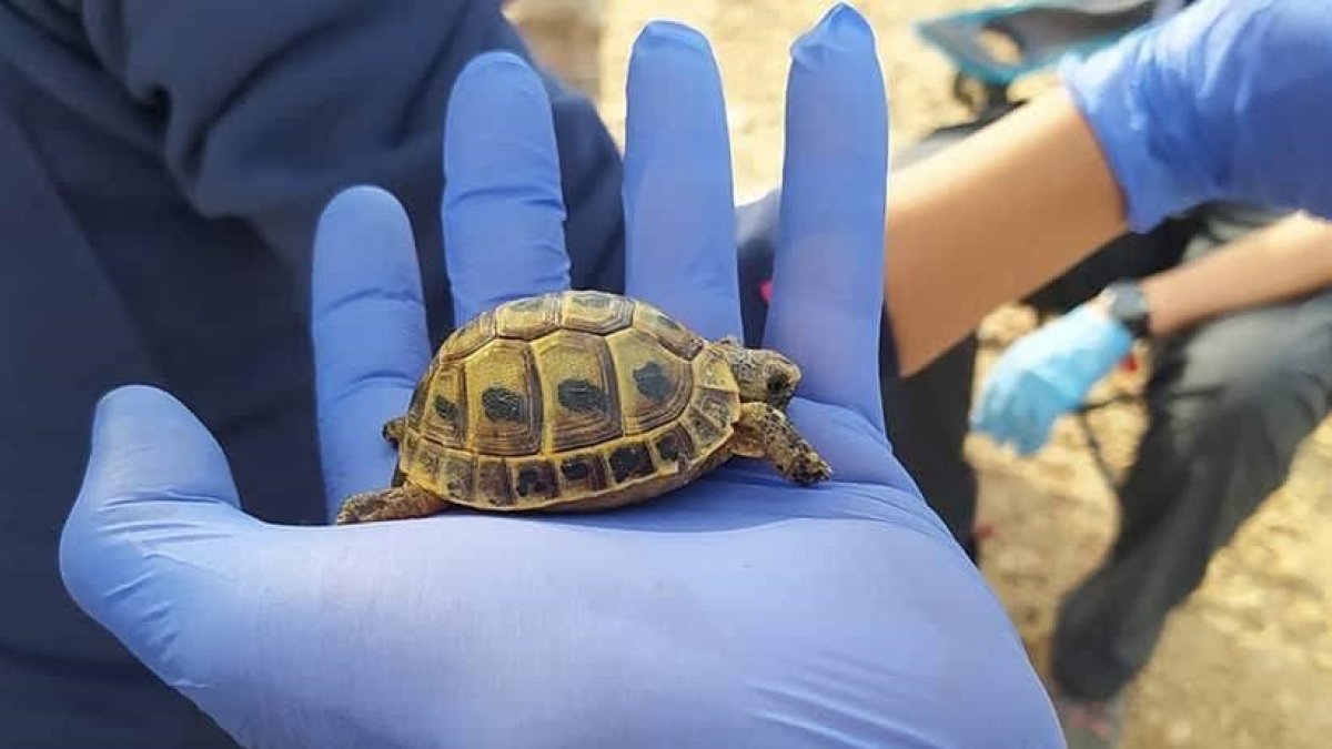 Imagen de archivo de un ejemplar de tortuga boba.