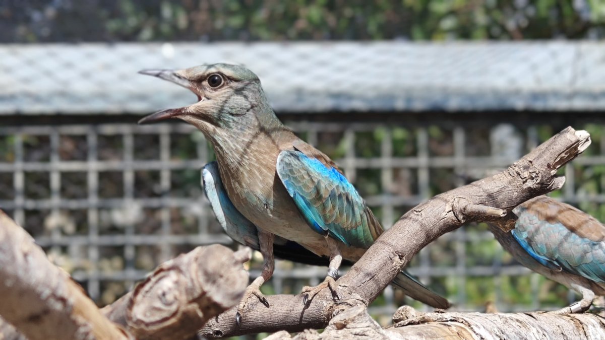 Carraca europea en Tabernas.