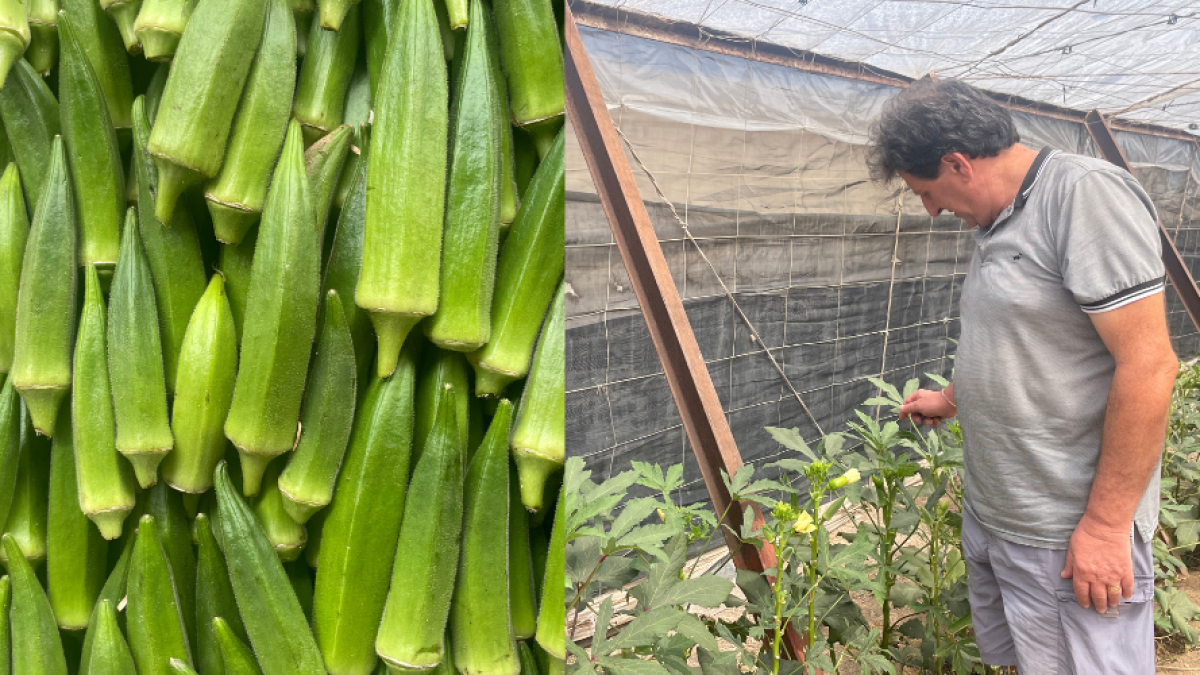 Collage de fotos de Gabriel López Galdeano con la plantación de okra.