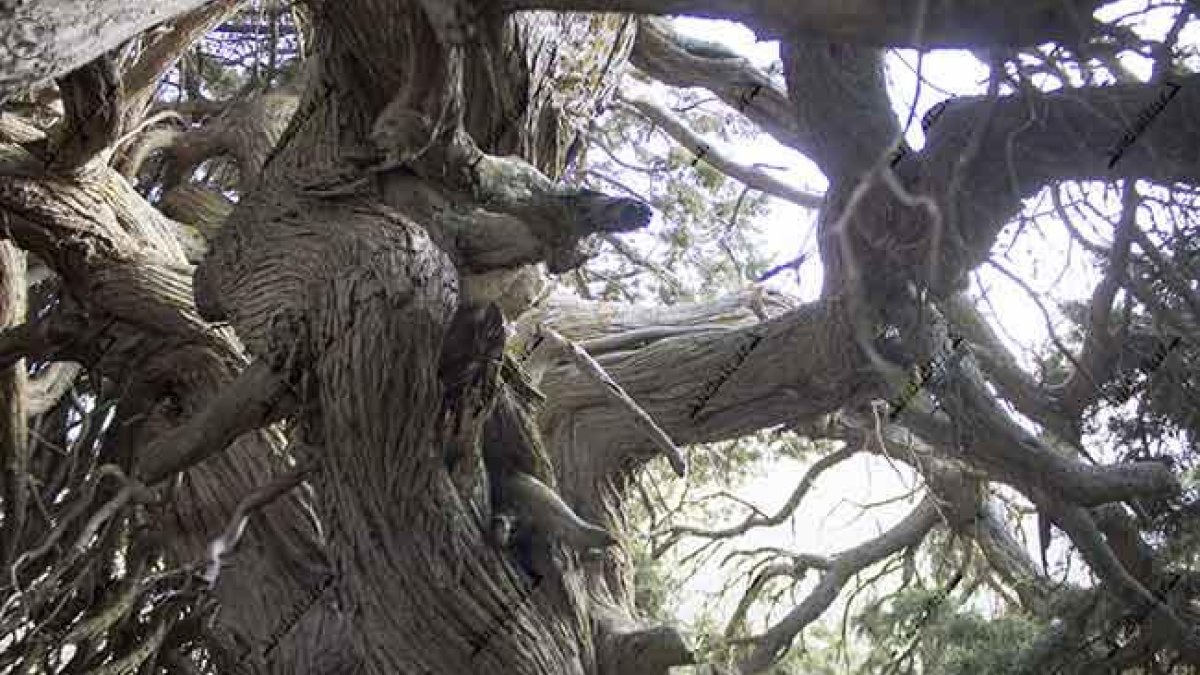 Tronco de la Sabina Milenaria.