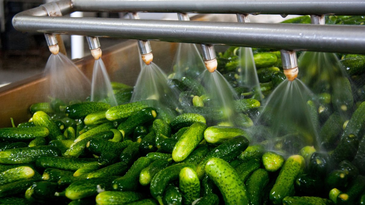 Pepinos en industria agroalimentaria.