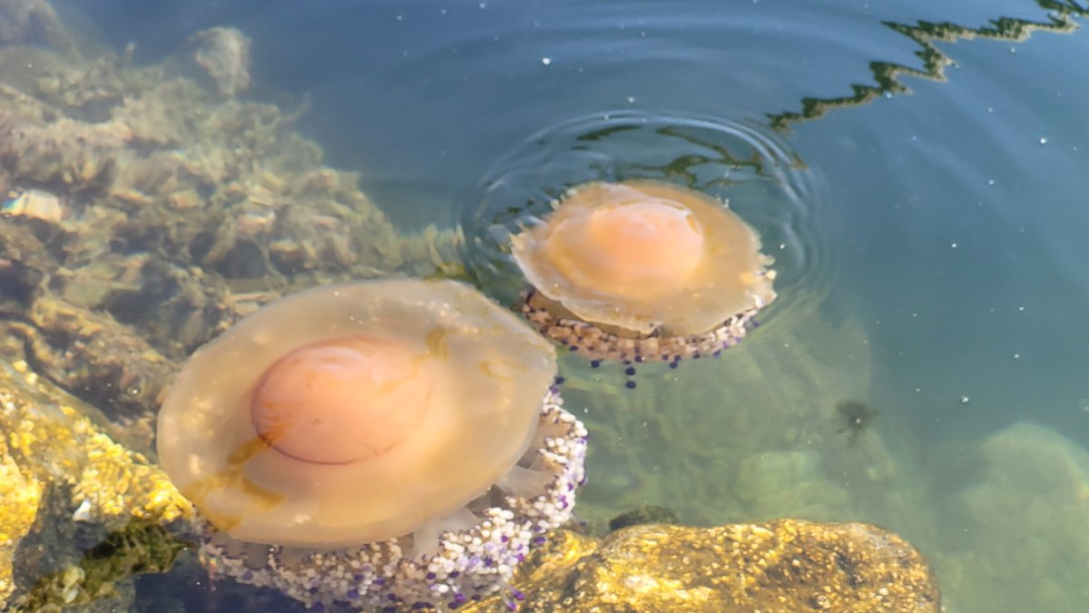 Imagen de medusas huevo frito en el litoral almeriense.