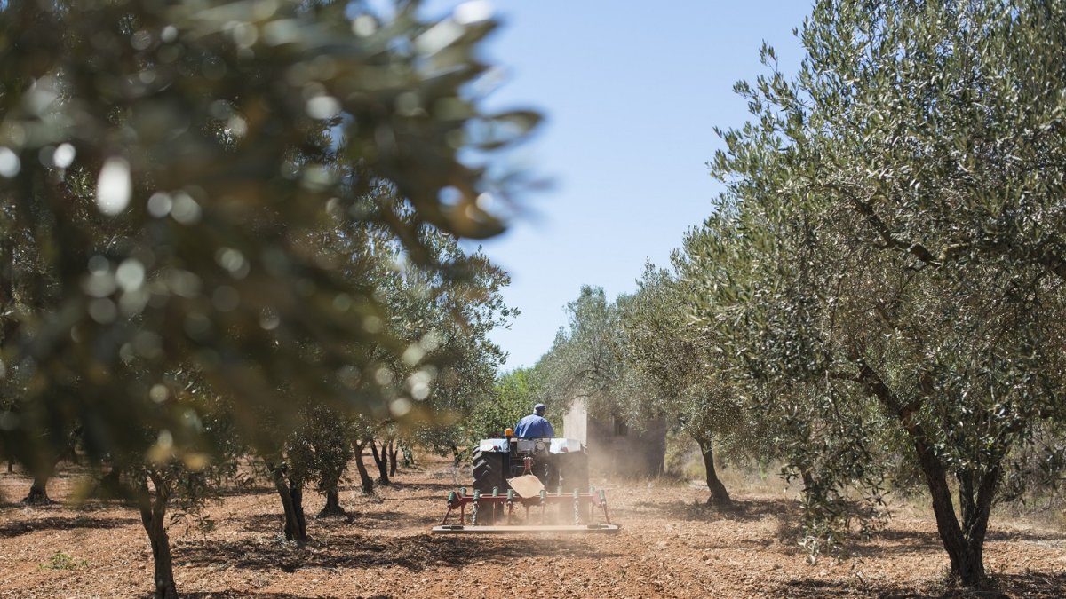 En Almería se han aprobado 339 expedientes que suponen 13,7 millones de euros en ayudas