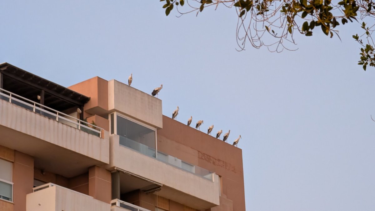 Numerosas cigüeñas hacen parada en Almería capital