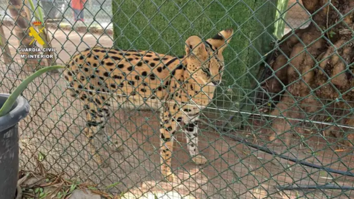 La Guardia Civil desmantela un zoo privado clandestino con más de 150 animales exóticos en la localidad castellonense de Nules.