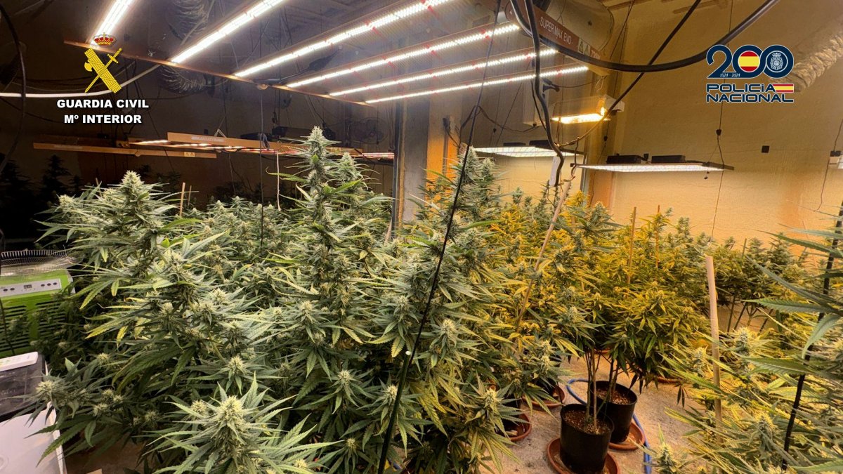 Plantación de marihuana encontrada