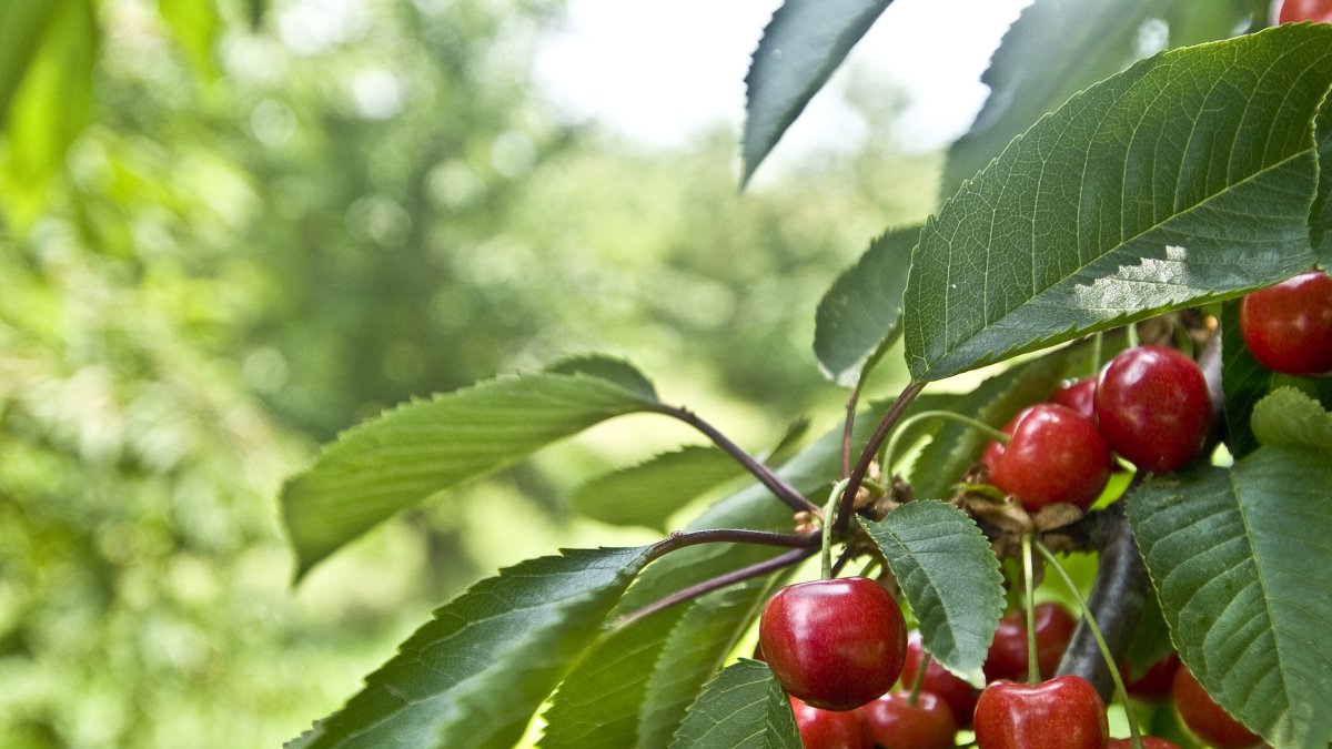 La Administración General de Aduanas china ha publicado los establecimientos españoles autorizados para iniciar sus ventas al país asiático.