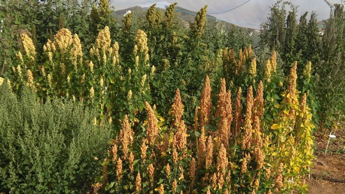 El estudio analizó más de un centenar de líneas de este pseudocereal cultivadas durante dos años en campos experimentales de Córdoba y Guadajira (Badajoz).