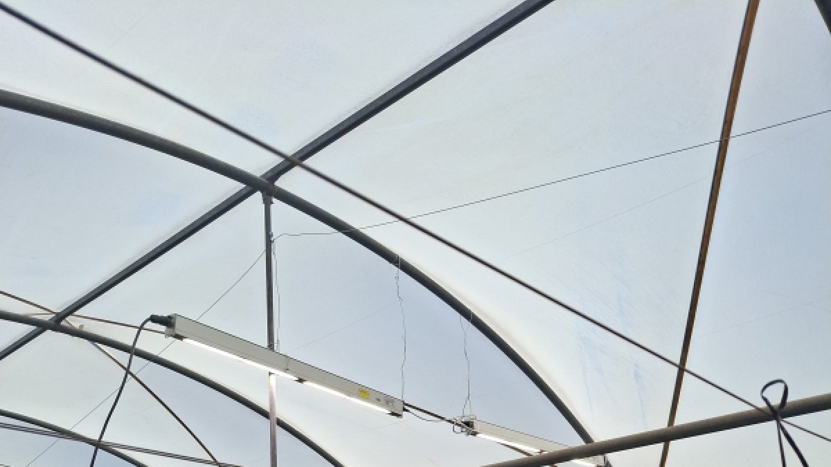 Sistema SMALI aplicado en invernadero de pimiento.