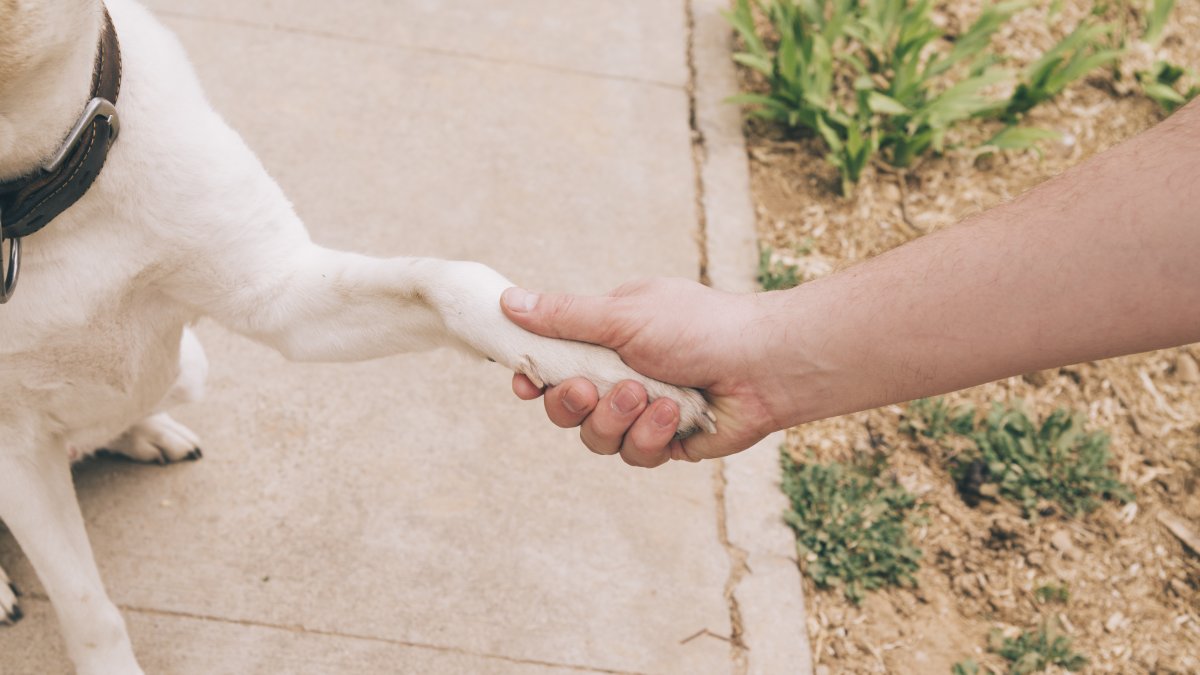 La iniciativa vela por el bienestar animal y la limpieza urbana.