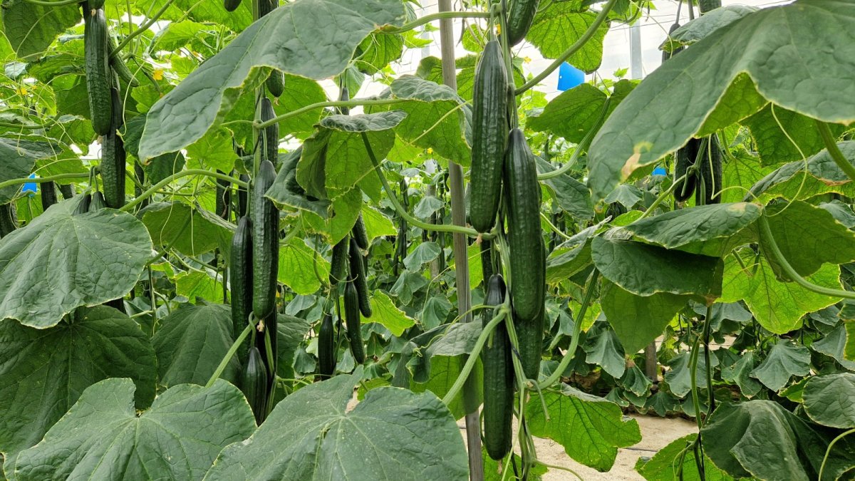 Cultivo de pepino holandés en invernadero de Almería, donde variedades como Moscu y Helsinki refuerzan la campaña de invierno.