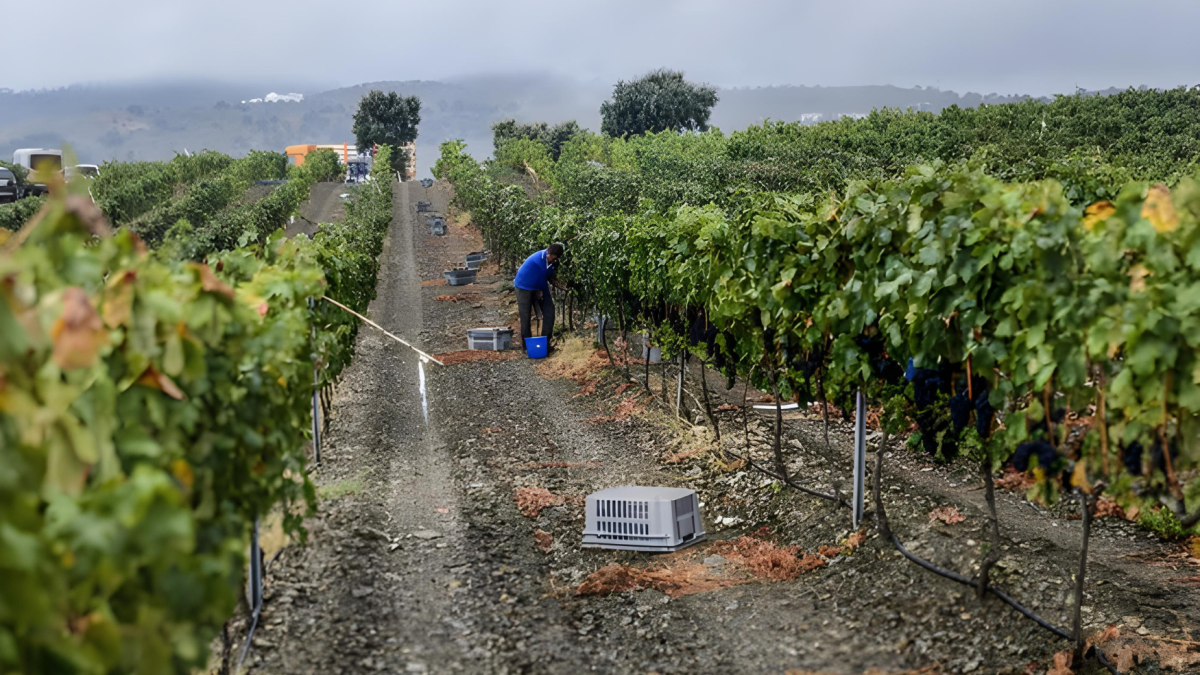 Imagen de archivo de la vendimia en la finca en Vélez-Rubio de Bodega Palomillo.