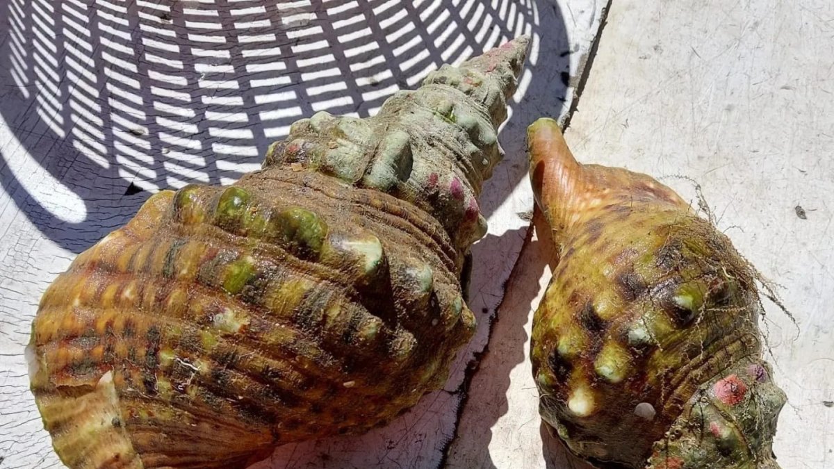 Archivo - Caracolas de la especie 'Charonia lampas'.