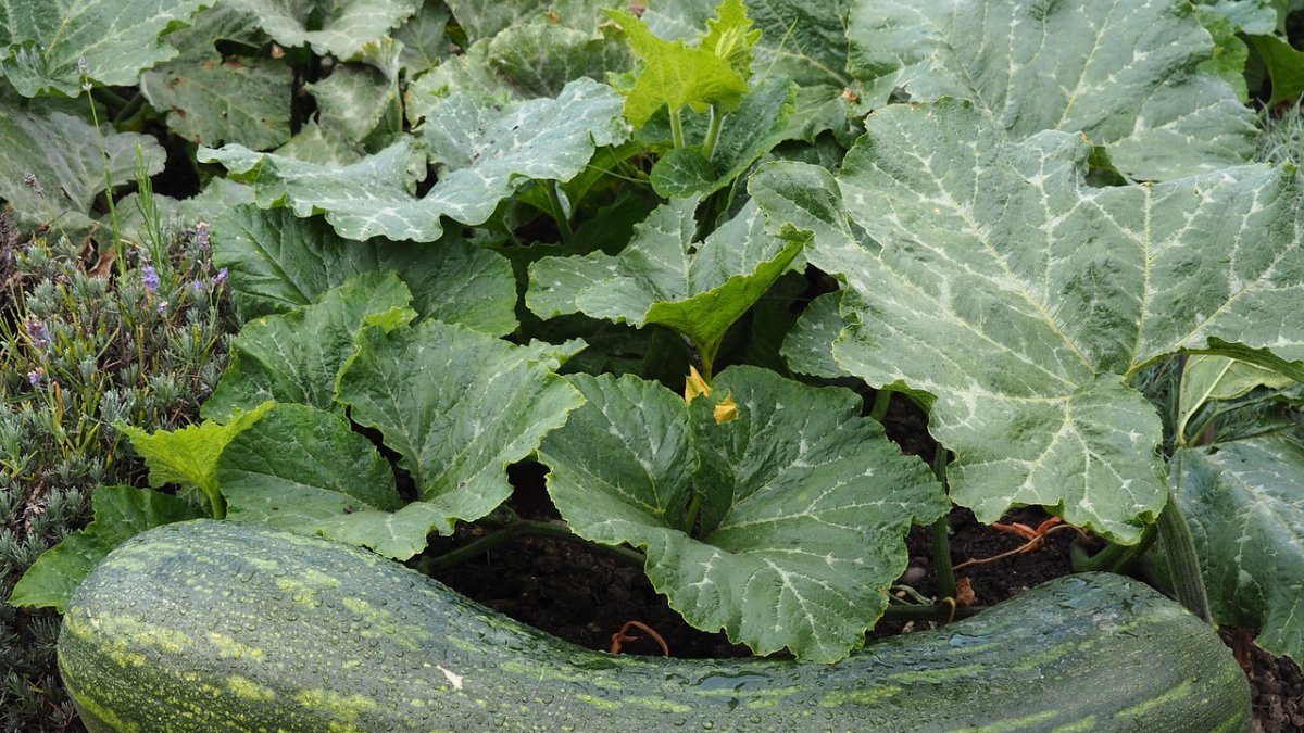 Hoy es el Día Europeo de la Agricultura Ecológica.