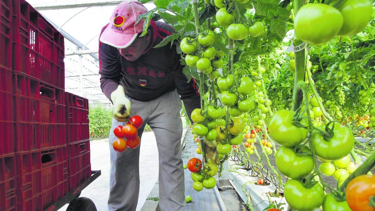 Un inmigrante en el interior de un invernadero.
