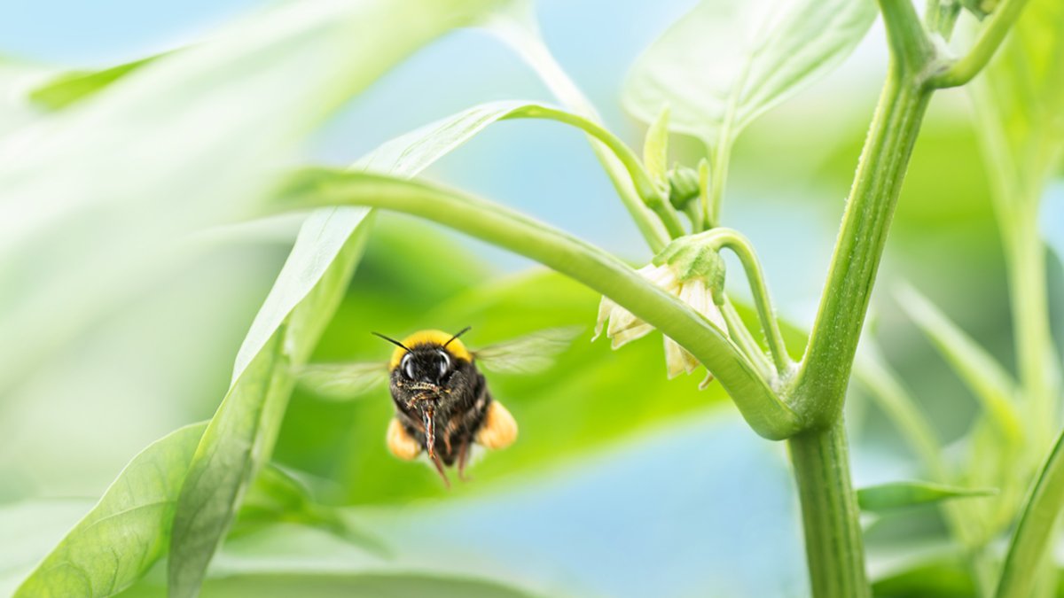 Agrobío vuela a la vanguardia del control biológico.
