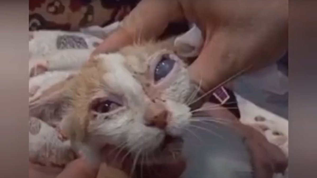 Uno de los gatos rescatados por la Asociación Ángela Dorado.