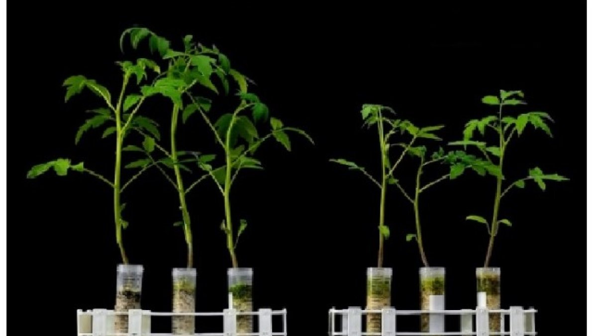 Efecto del virus ToBRFV sobre el desarrollo de tomate.