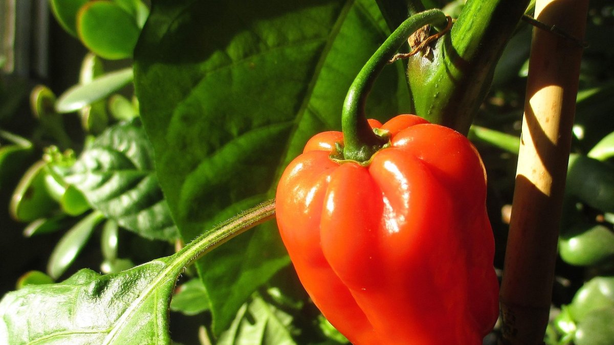 Ha entrado en vigor el Real Decreto 916/2025, de 14 de octubre, por el que se modifican diversos reales decretos en materia de Política Agrícola Común (PAC).