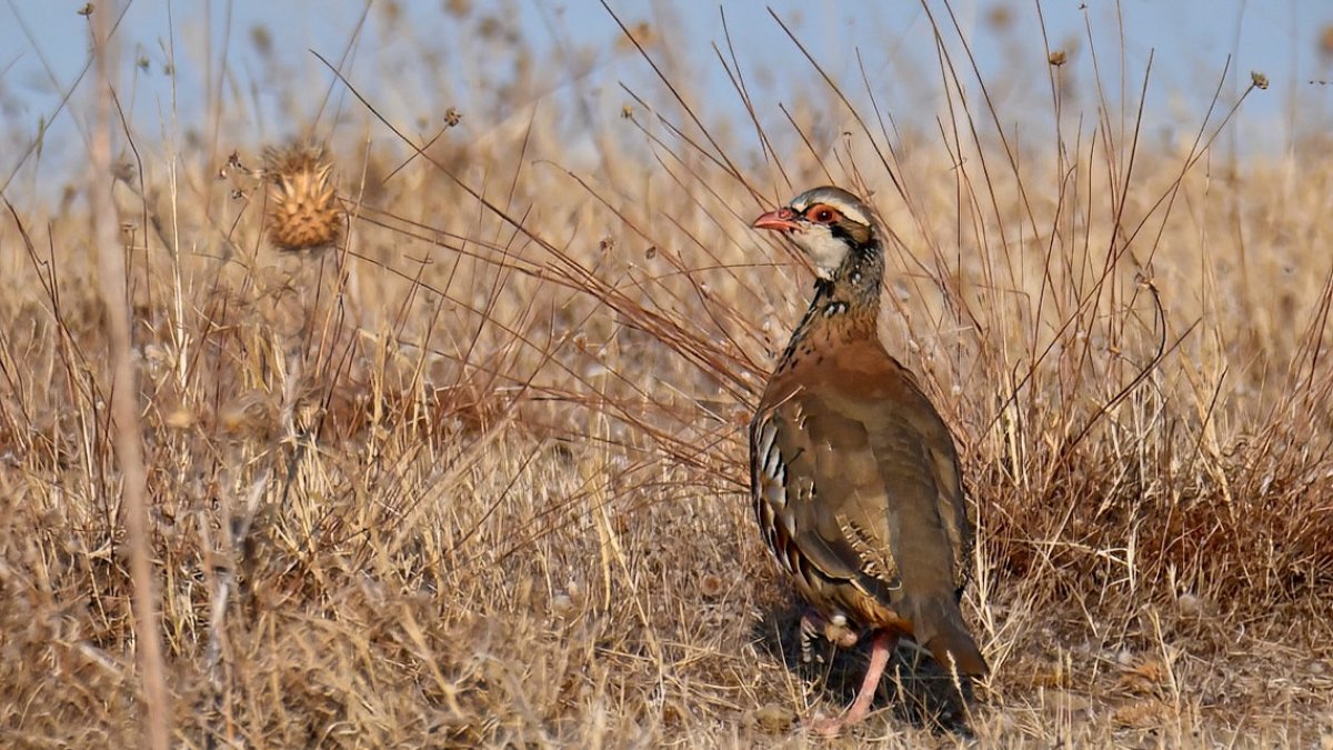 Foto de archivo de perdiz común.