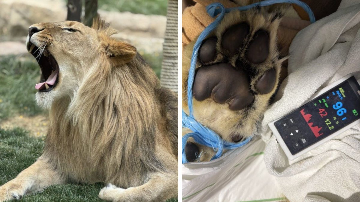 El león Amaru tuvo que ser sometido a una operación vital.