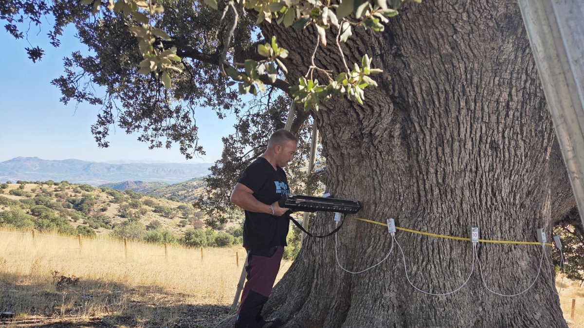 Se ha realizado una evaluación de la Encina de la Peana de Serón.